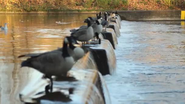 Стая канадских гусей — стоковое видео
