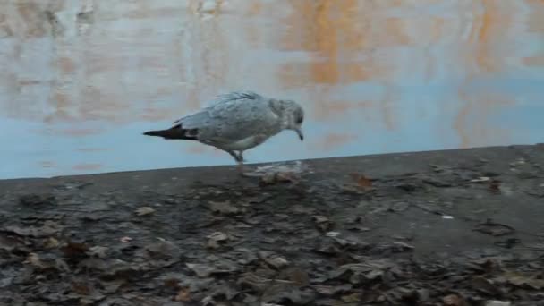 Seagull promenader — Stockvideo