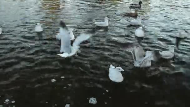 Gaviotas y patos en el agua — Vídeo de stock