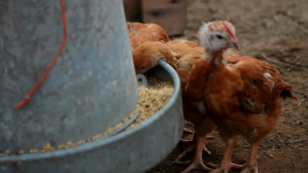 Little chickens eating — Stock Video