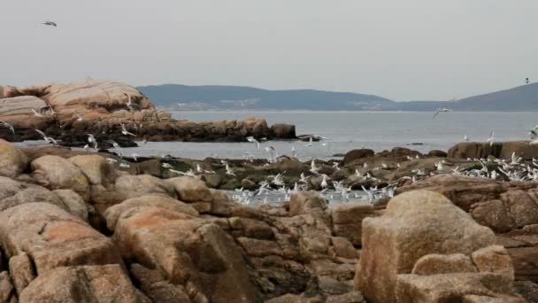 Seagulls flying near the sea, looking for food — Stock Video