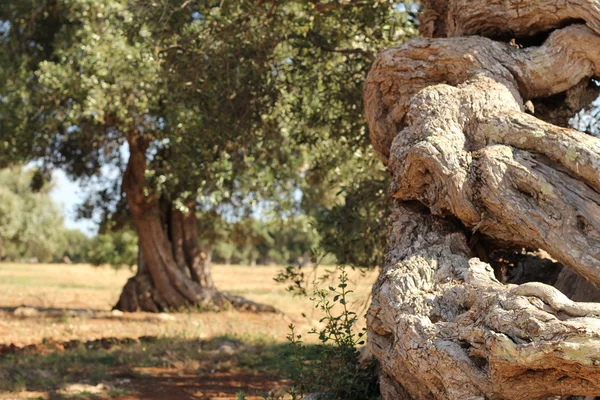 Detalhe de um tronco de oliveira torcido — Fotografia de Stock