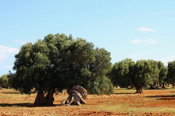 Campo de oliveiras — Fotografia de Stock