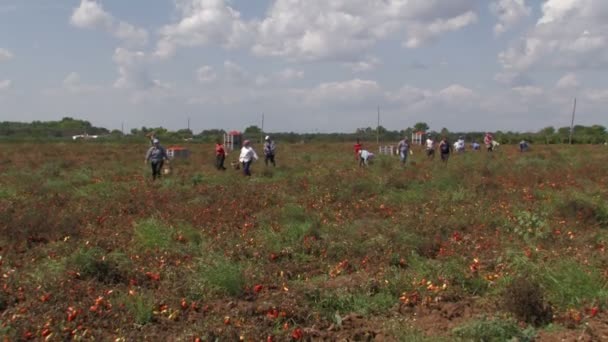 Travailleurs ramassant des tomates du champ — Video