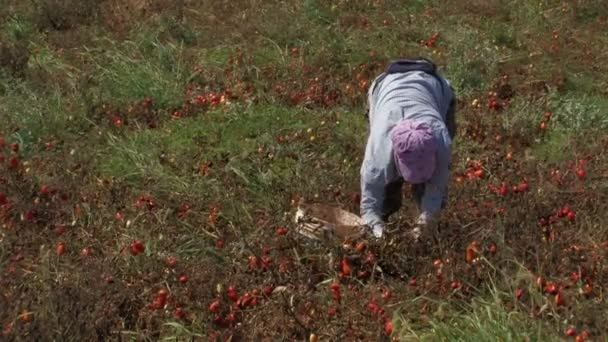 Frau sammelt Tomaten vom Feld — Stockvideo