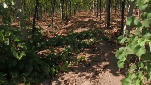 Fila de viñas de uva — Vídeo de stock