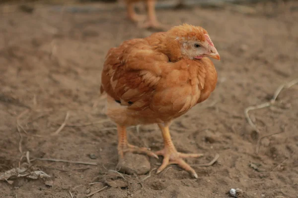 Pollo coltivato biologico — Foto Stock