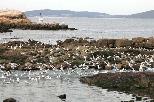 Gaivotas voando perto do mar, à procura de comida — Fotografia de Stock