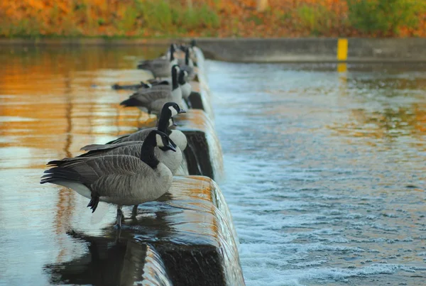 Flock of Canadian geese — Stock Photo, Image