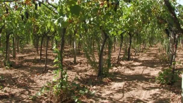 Ряды виноградных лоз на ветру — стоковое видео