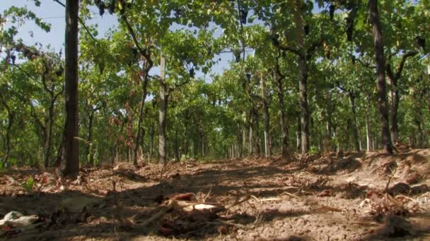 Fila de vides de uva vista desde el nivel del suelo — Vídeo de stock