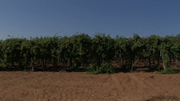 Filas de viñas en el viento — Vídeo de stock