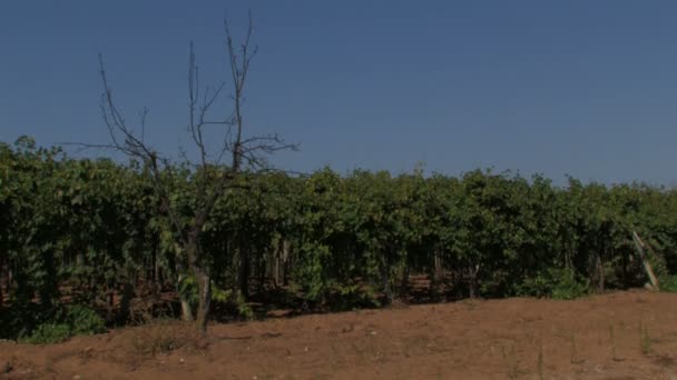 Rows of grape vines in the wind — Stock Video