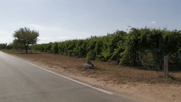 Панорамный ряд виноградных лоз — стоковое видео