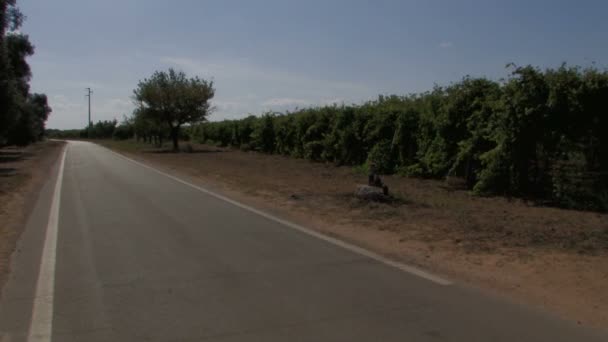 Strada di campagna e vitigni — Video Stock