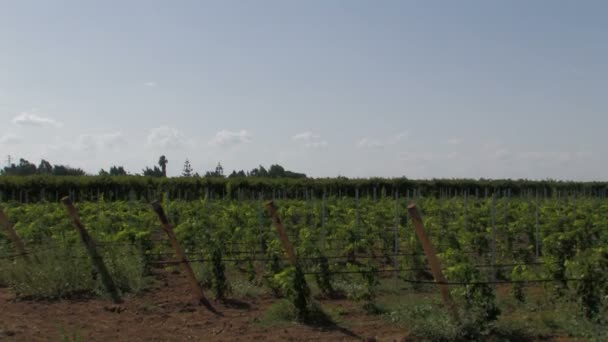 Panoramic of rows of grape vines — Stock Video