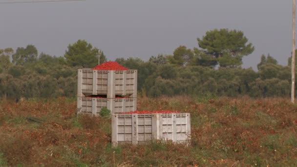 Große Kisten mit Tomaten — Stockvideo