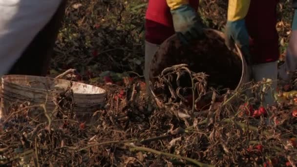 Руки наполняют ведра помидорами — стоковое видео