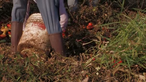 Manos llenando cubos de tomates — Vídeo de stock