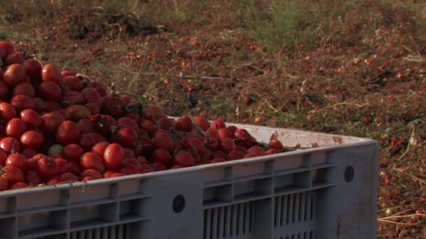 Tomates rojos brillantes en la cosecha — Vídeos de Stock