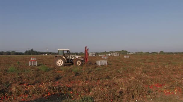 Trattore e lavoratori su un campo — Video Stock