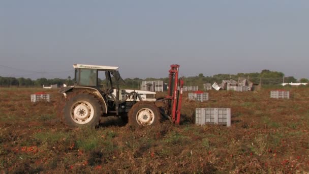 Traktor zvedání beden rajčat — Stock video