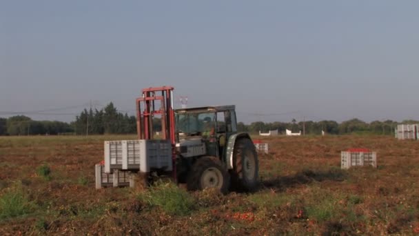 Tractor moving crates of tomatoes — Stock Video