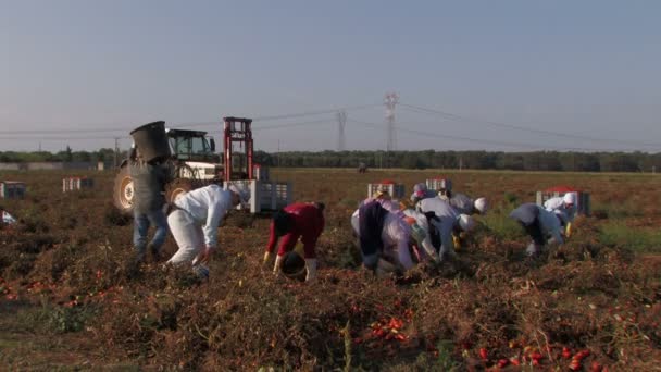 Workers harvesting tomatoes — Stock Video