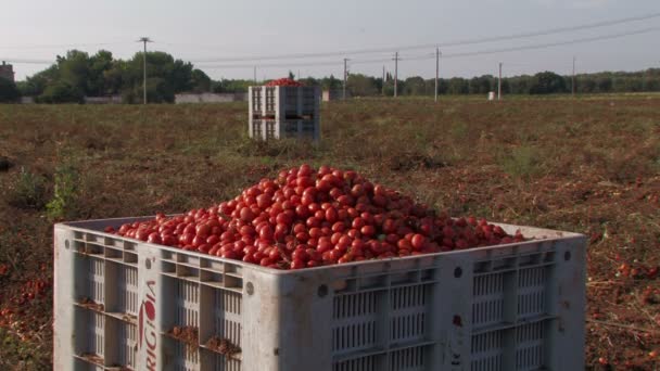 Cajas grandes de tomates — Vídeo de stock