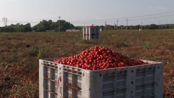 Cajas grandes de tomates — Vídeo de stock