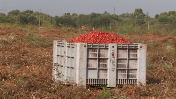 Große Kiste mit Tomaten — Stockvideo