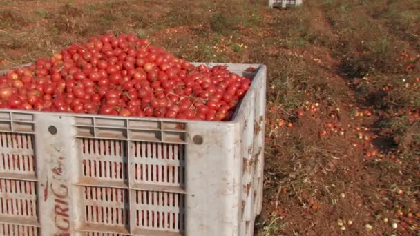 Große Kiste mit Tomaten — Stockvideo