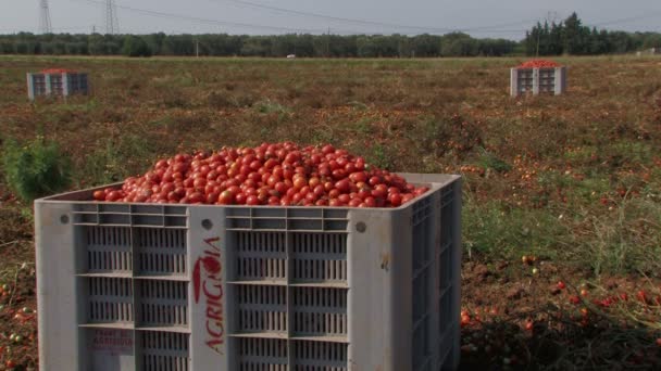 Große Kisten mit Tomaten — Stockvideo