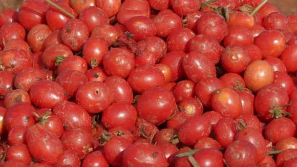 Tomates recién recogidos — Vídeo de stock