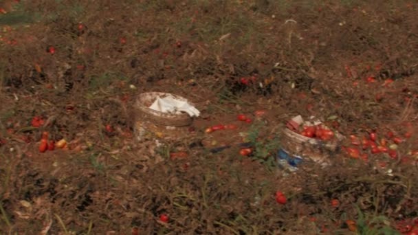 Cubos esperando a ser llenados con tomates — Vídeo de stock