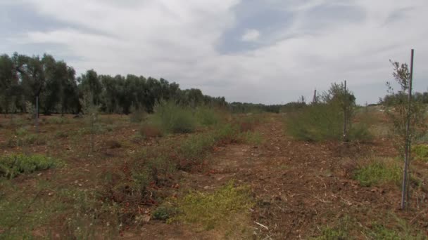 Feld mit Tomaten und Olivenbäumen — Stockvideo