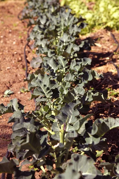 Row of organic broccoli — Stock Photo, Image