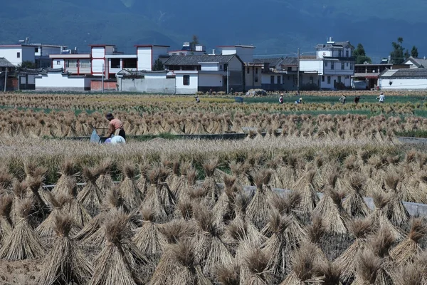 Фермери збирання врожаю рису в сільських Chinafarmers збирання врожаю рису в сільських районах Китаю — стокове фото