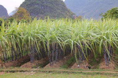 Rows of sugar cane clipart