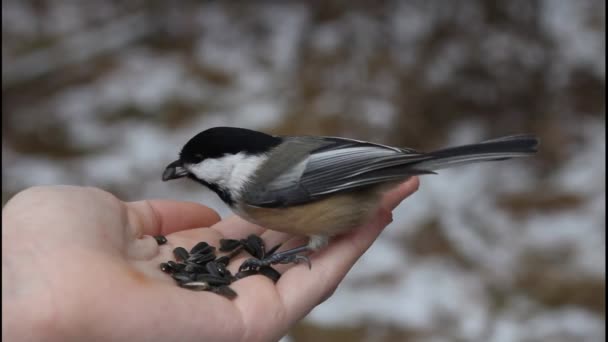 Птахи їдять насіння соняшнику з рук — стокове відео