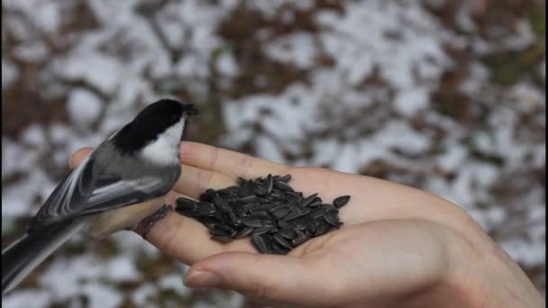 Vogel isst Sonnenblumenkerne aus der Hand — Stockvideo