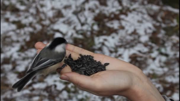 Bird eating sunflower seeds from hand — Stock Video