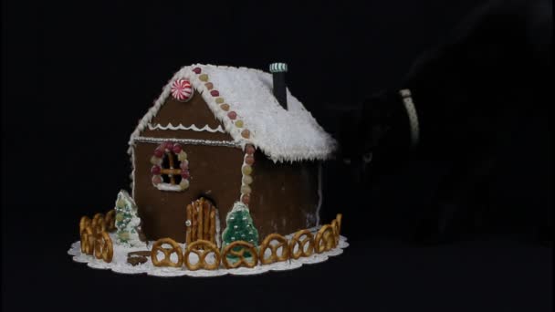 Black cat sniffing gingerbread house — Stock Video