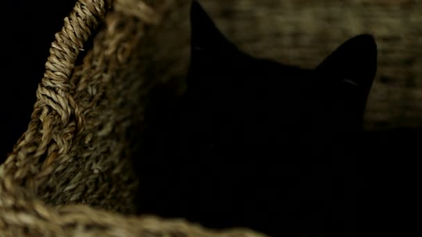 黒猫が籠の中で休んでいる — ストック動画
