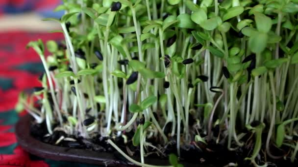 Växande solrosfrön groddarヒマワリの芽を成長 — Stock video