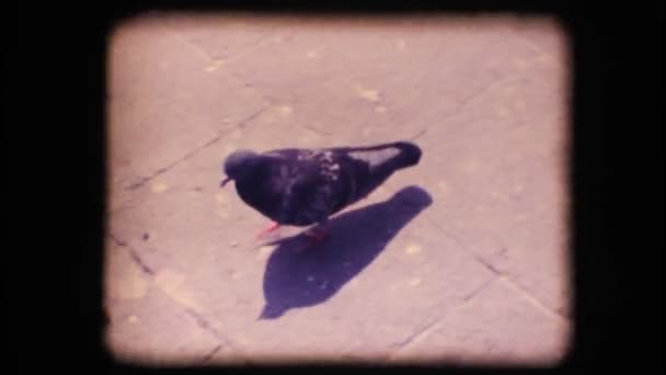 Vintage 8mm. Pigeon marche — Video