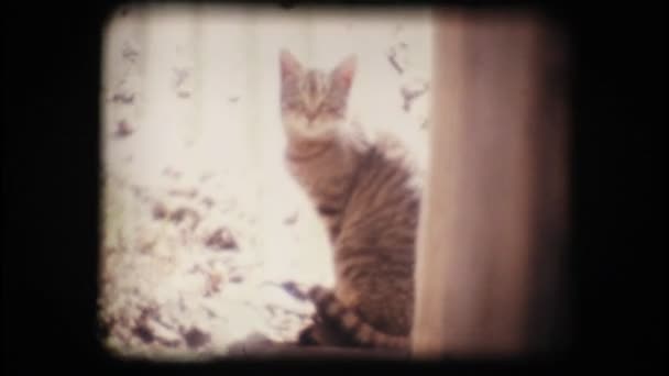 Kameraya bakarak vintage 8 mm. kedi — Stok video