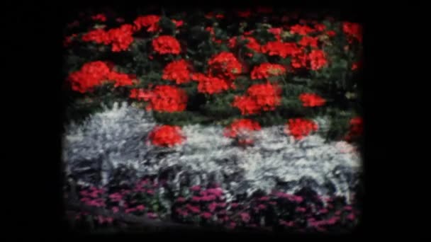 Jahrgang 8mm. öffentlicher Blumengarten — Stockvideo