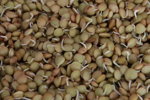 Brotos de lentilhas — Fotografia de Stock