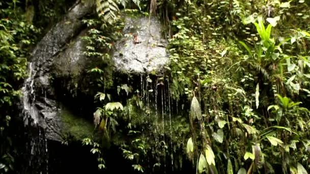 Rochers humides dans la forêt nuageuse — Video